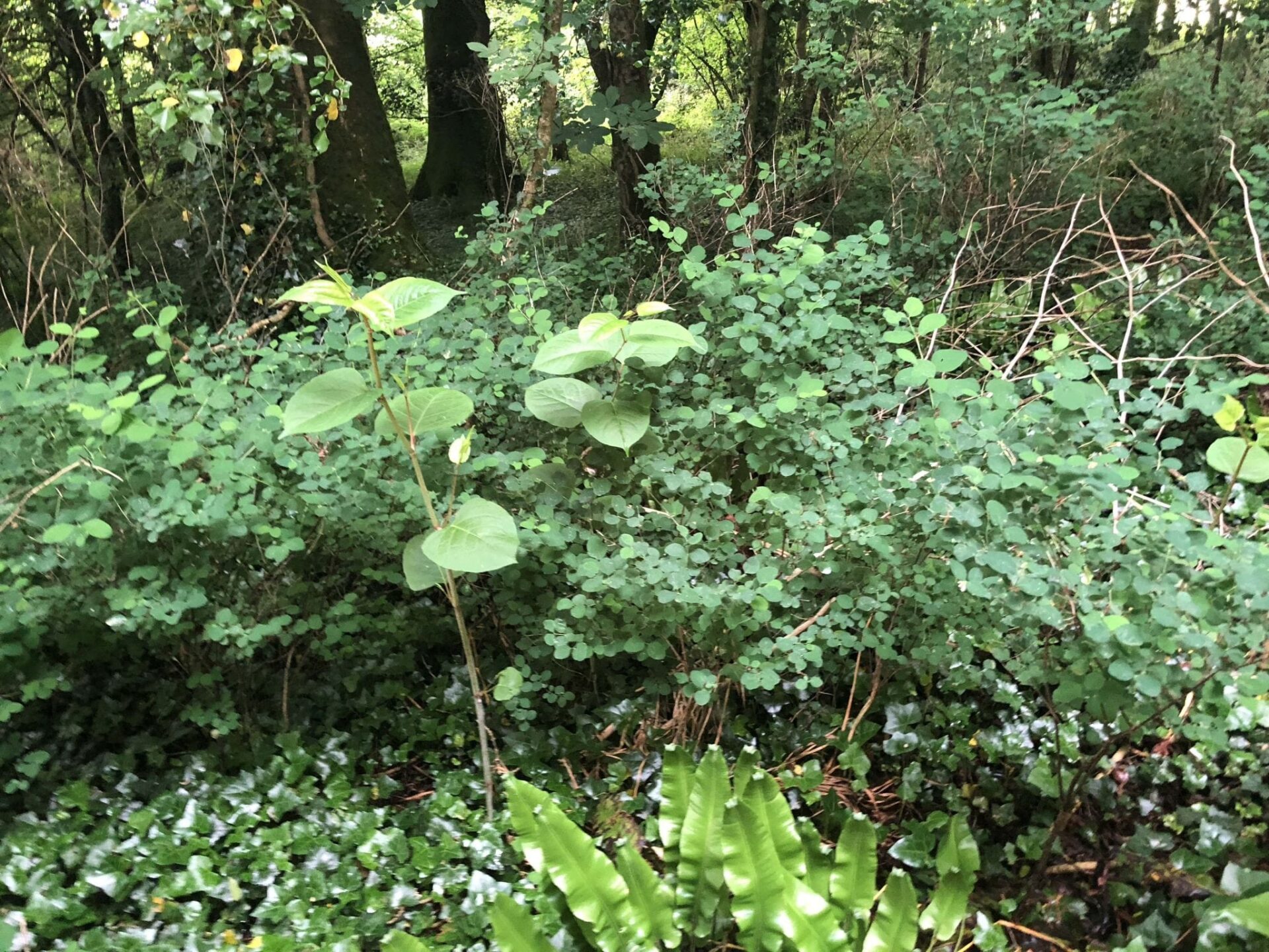 images of japanese knotweed identification cornwall uk