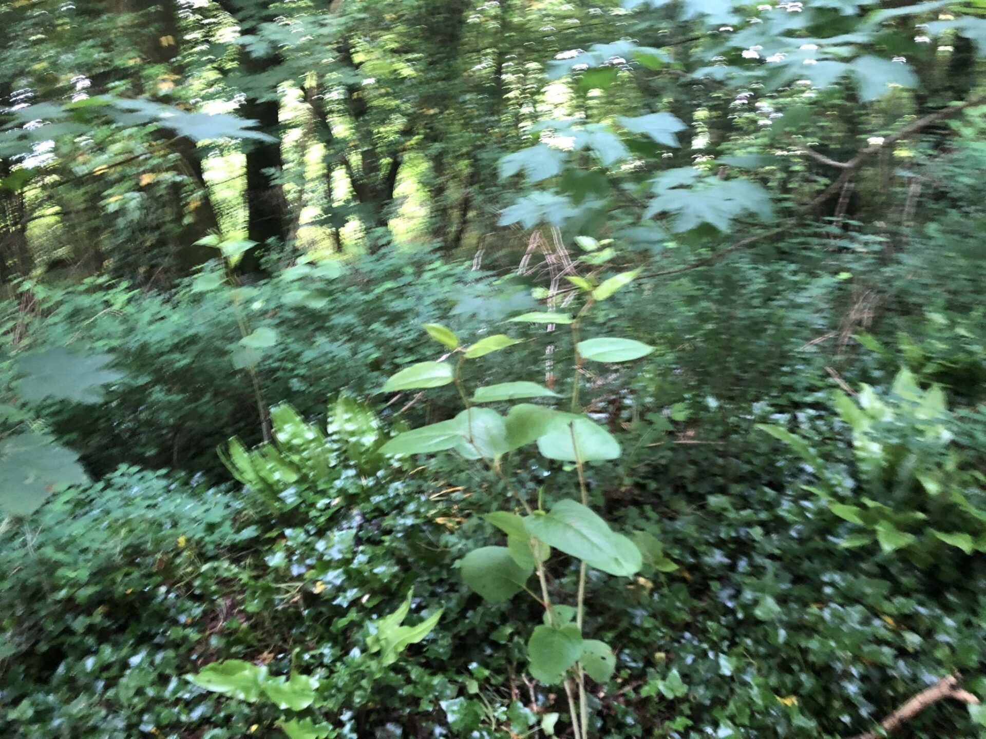 images of japanese knotweed identification somerset uk