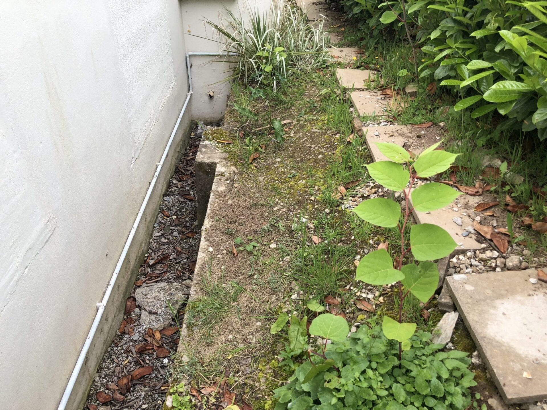 images of japanese knotweed uk