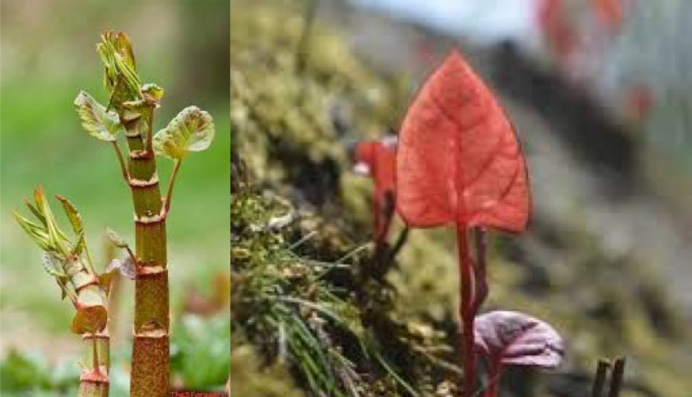 photos japanese knotweed stems
