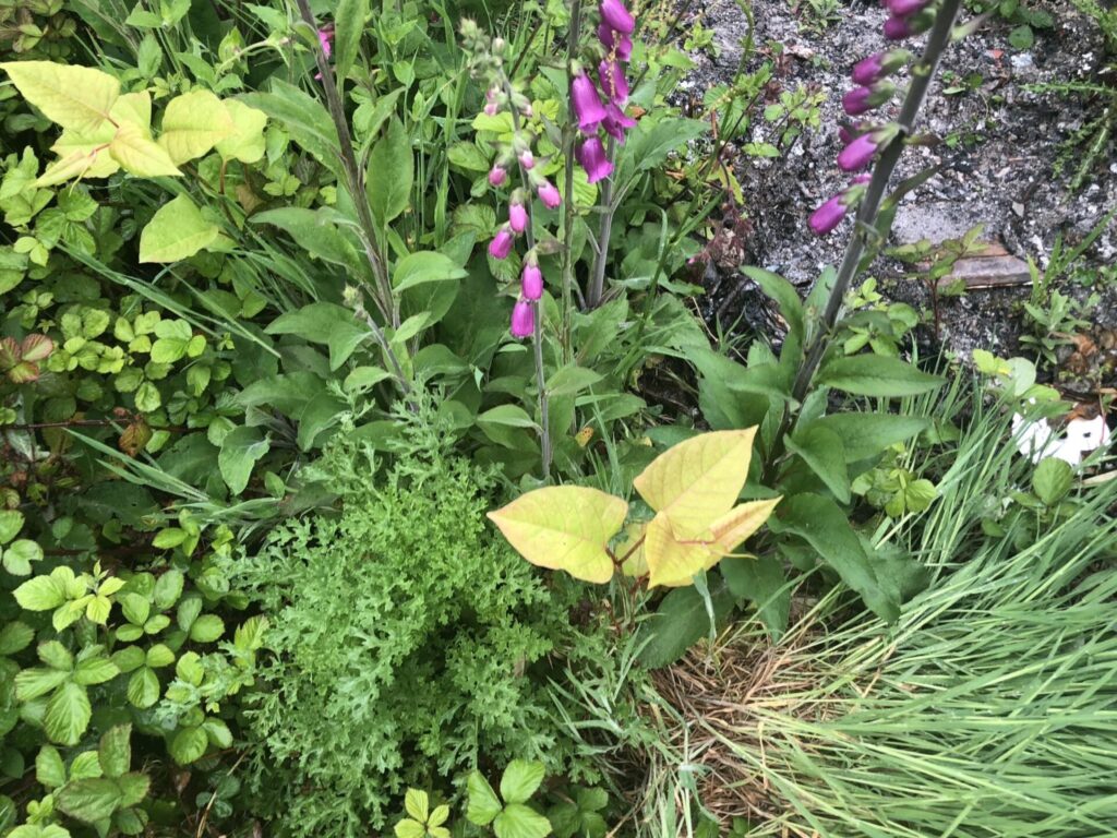 japanese knotweed images cornwall uk
