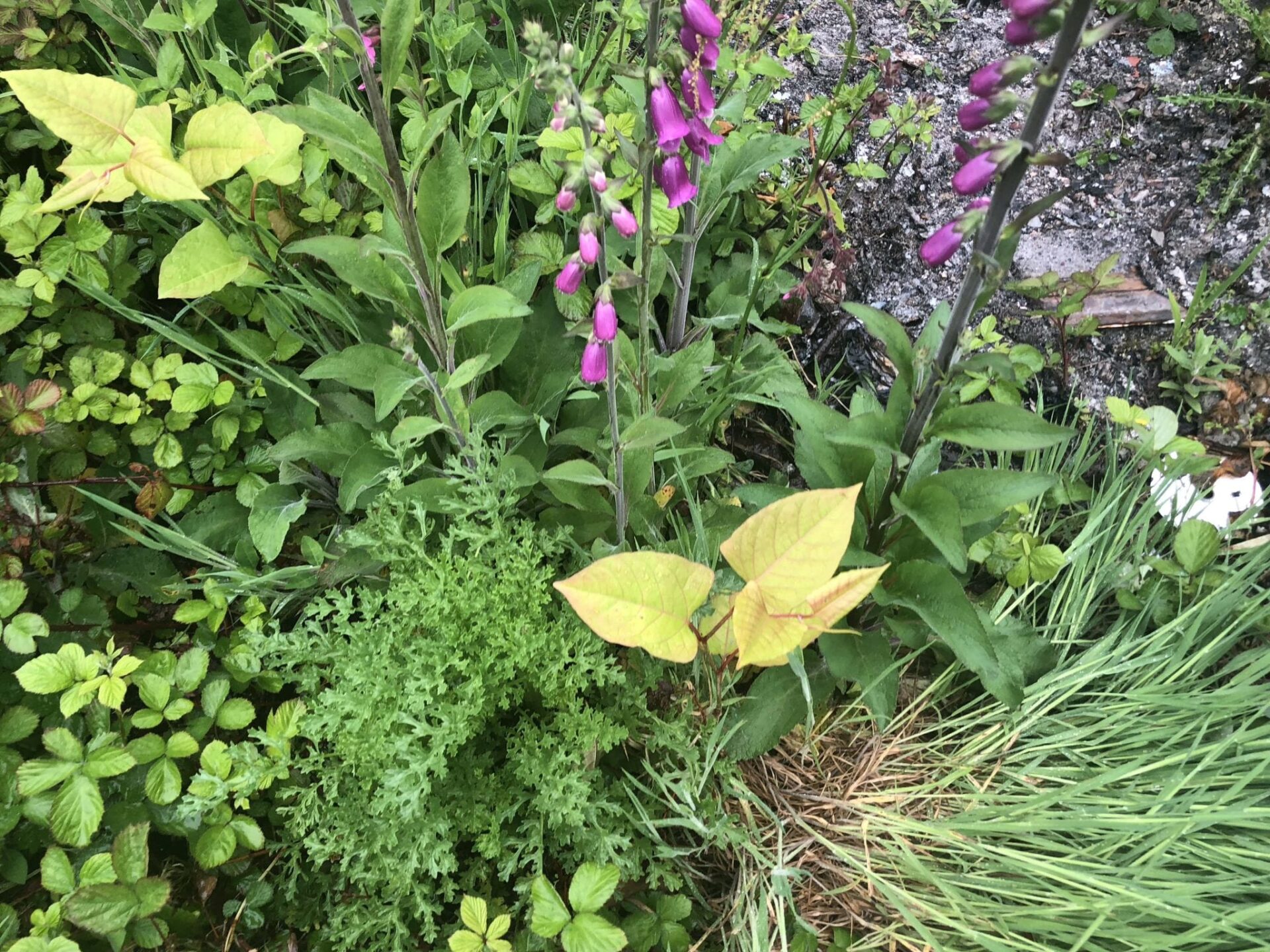 japanese knotweed images cornwall uk