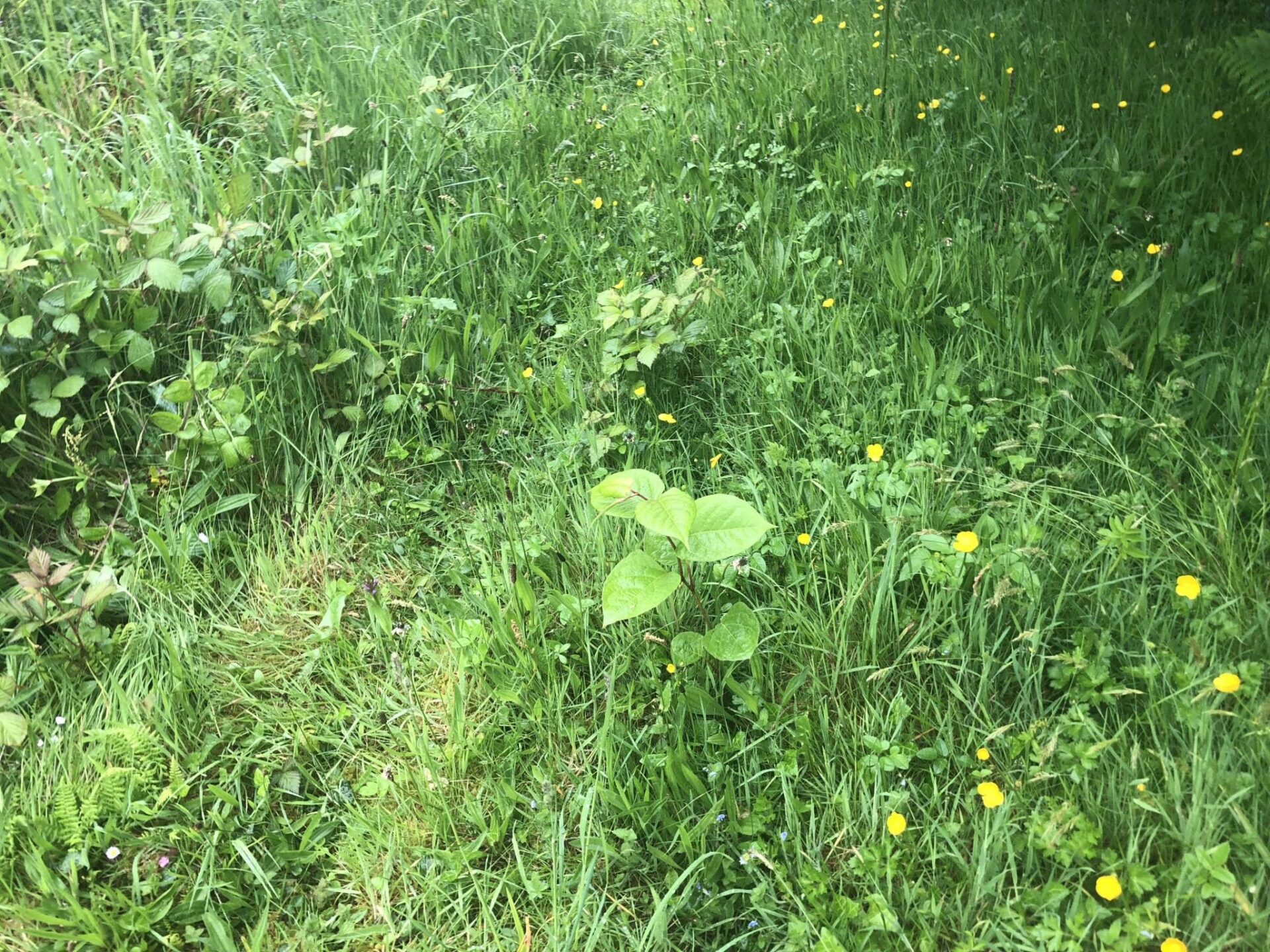 japanese knotweed images devon uk