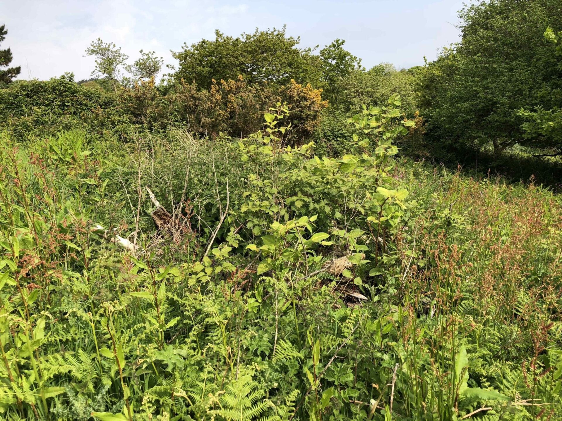 japanese knotweed images identification cornwall uk