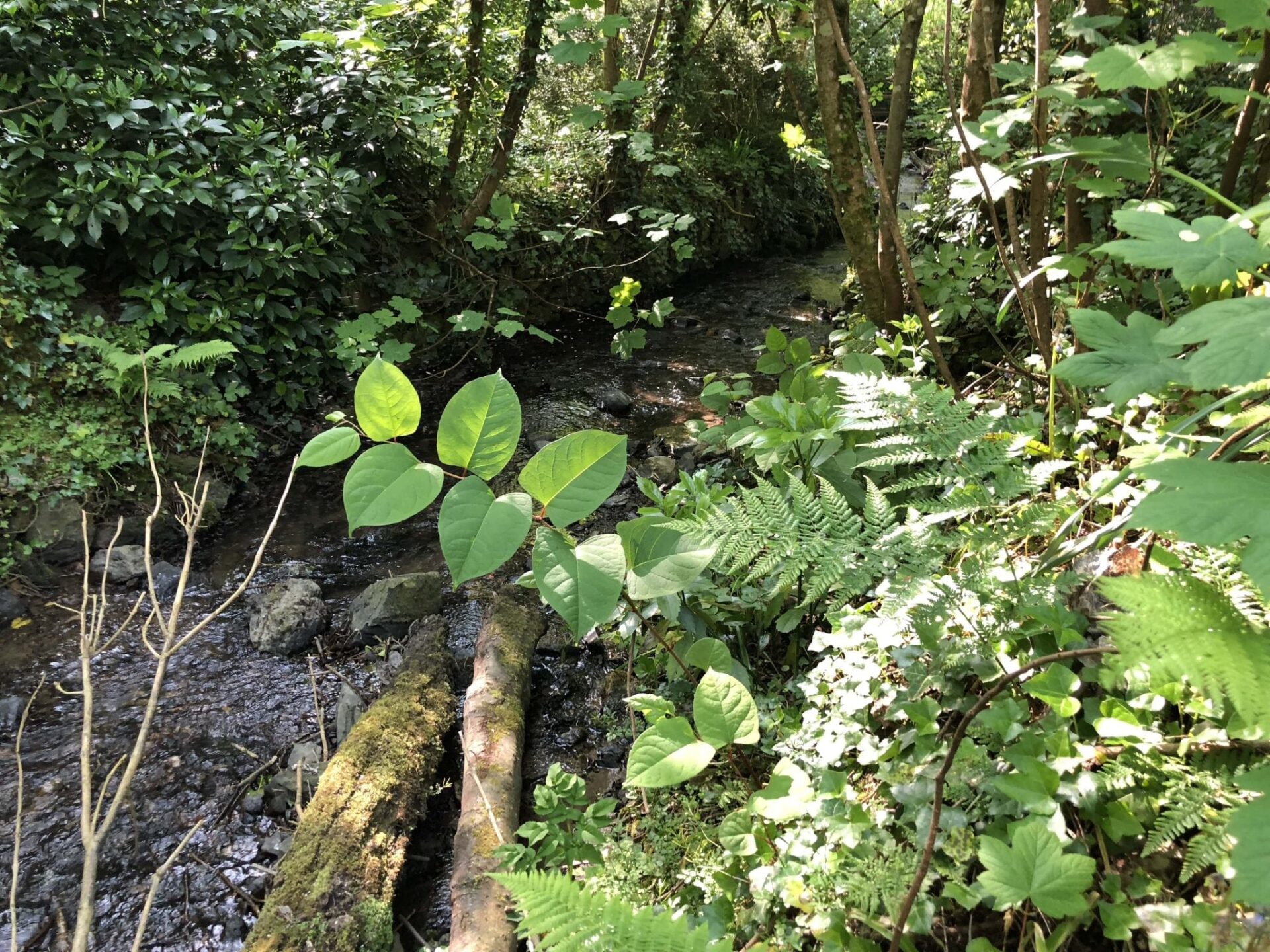 japanese knotweed images identification devon uk