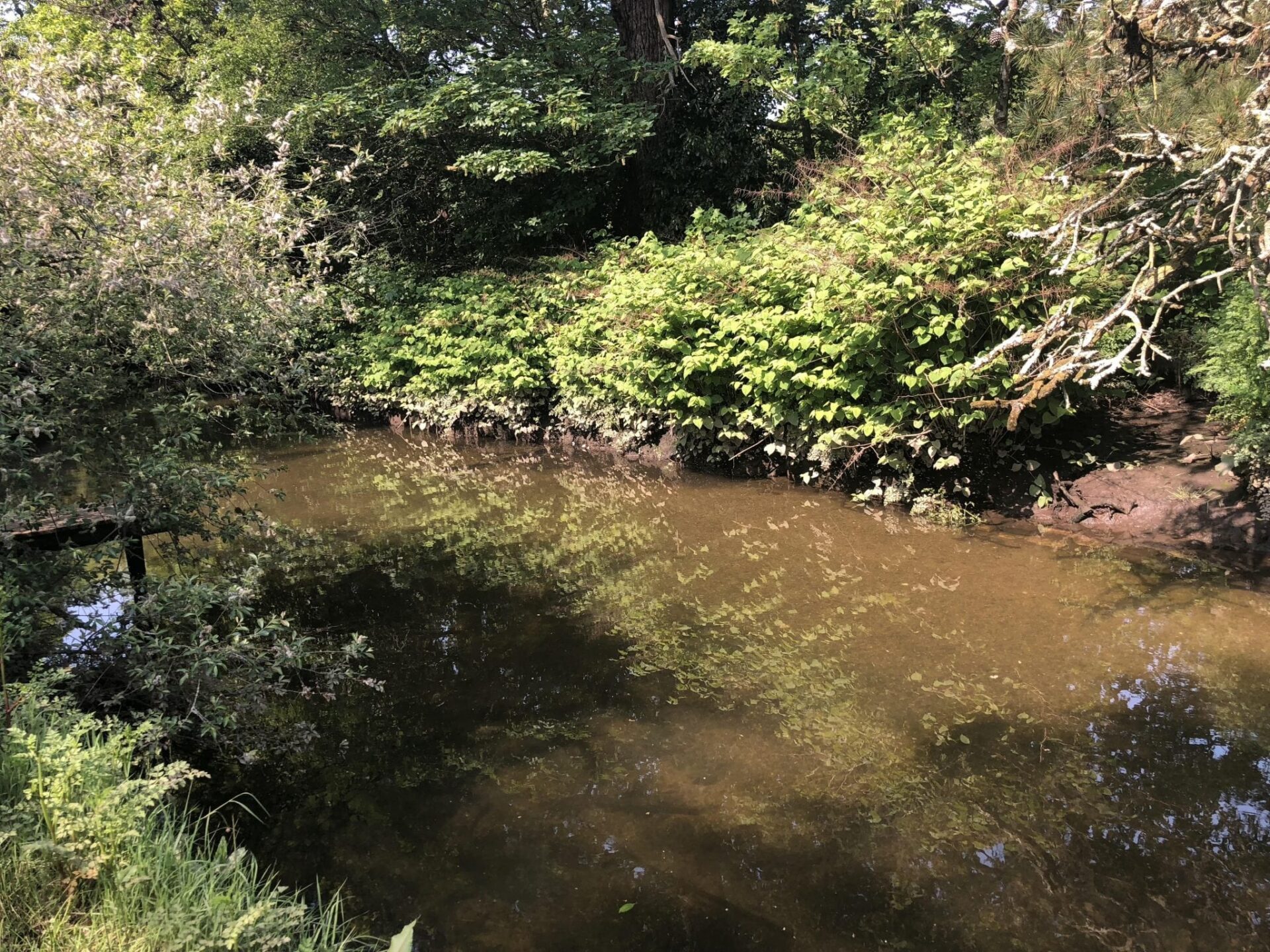 japanese knotweed images identification somerset uk