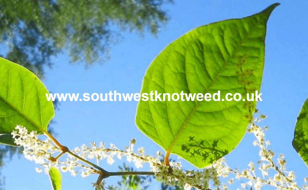 japanese knotweed images pictures photos summer