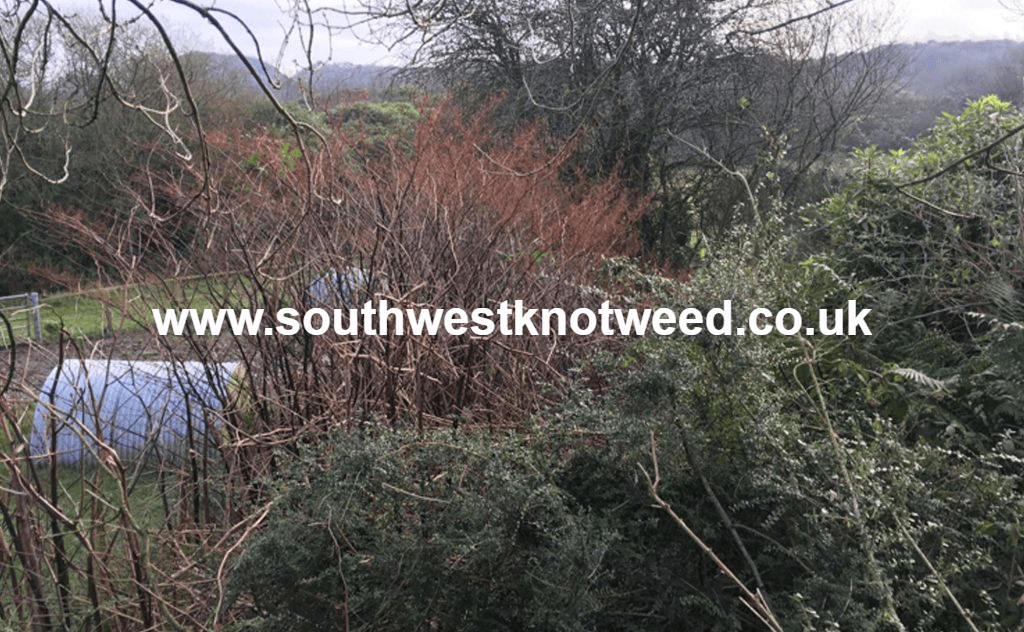 japanese knotweed images pictures photos winter