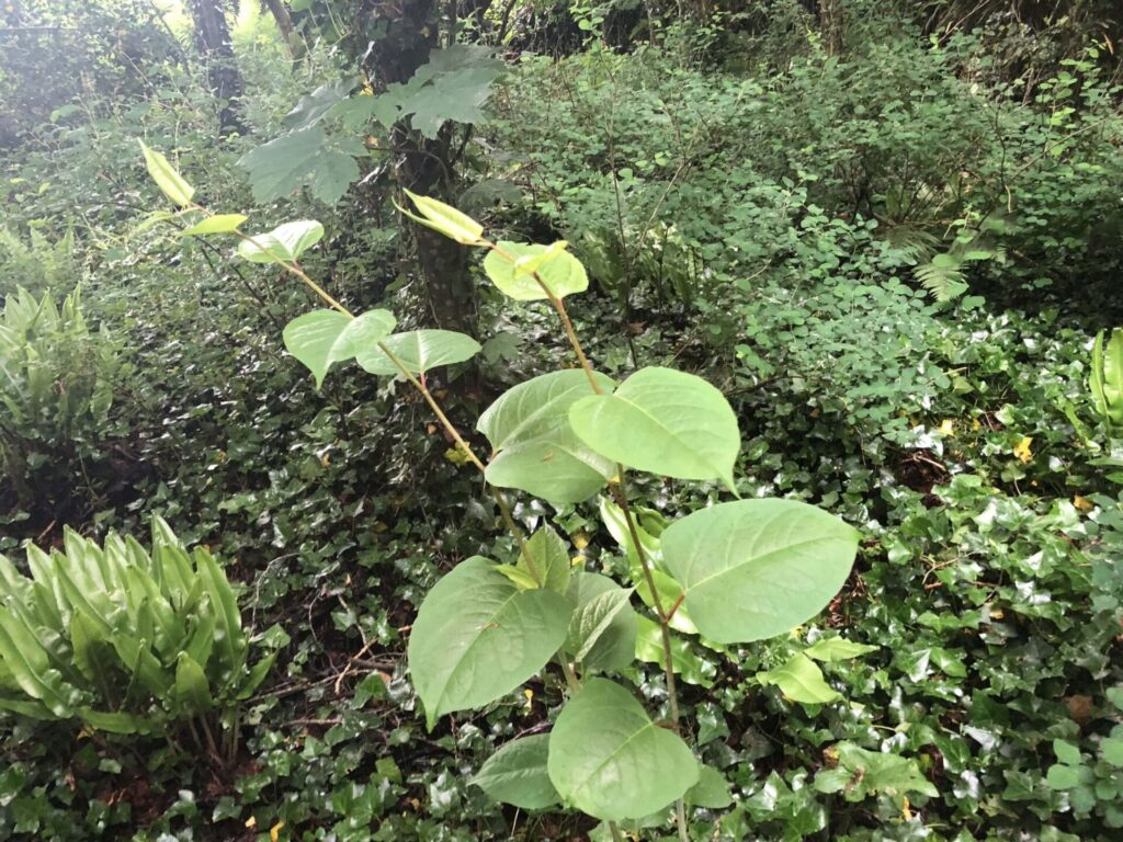 japanese knotweed leaves photos