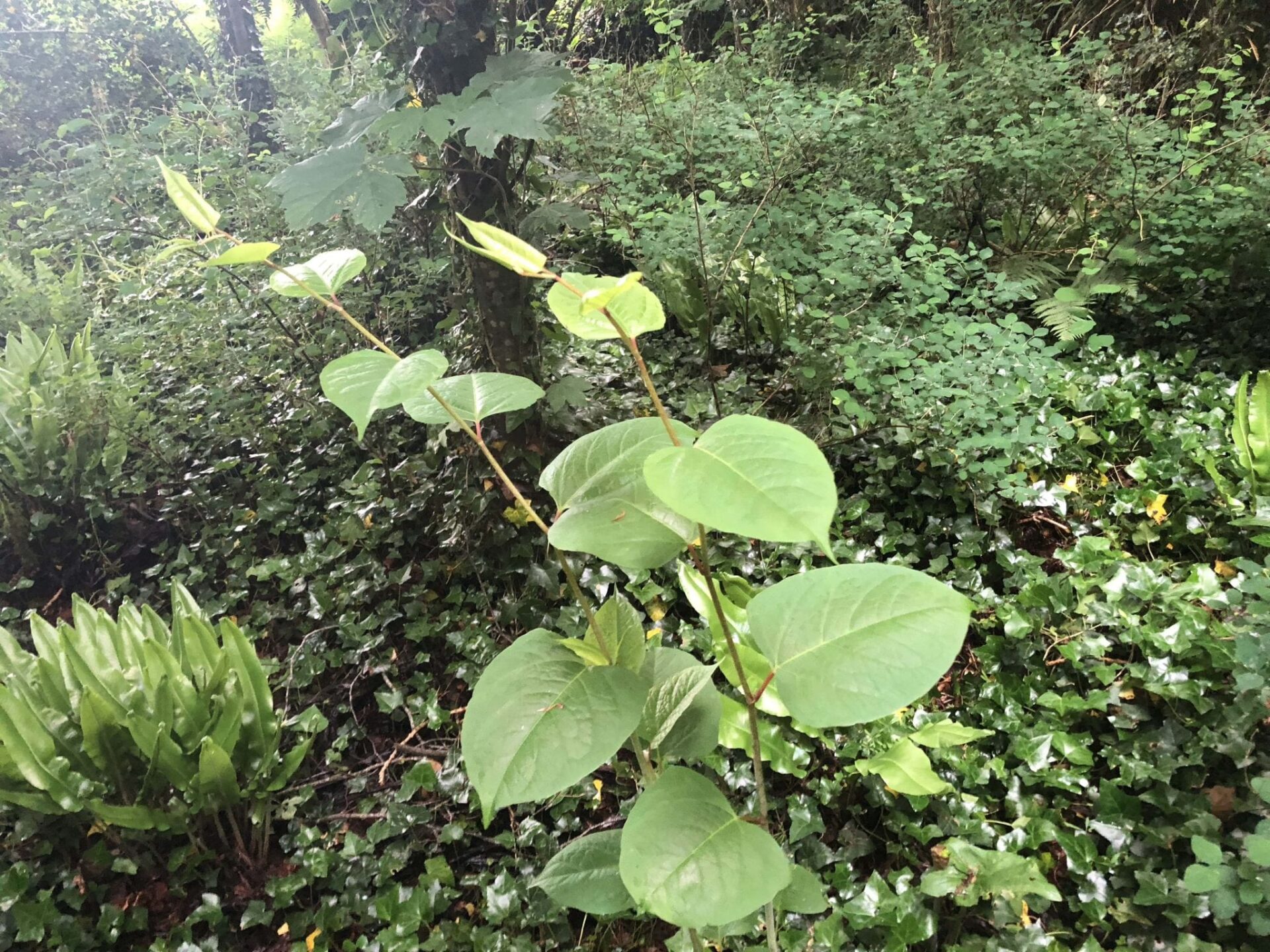 japanese knotweed leaves photos