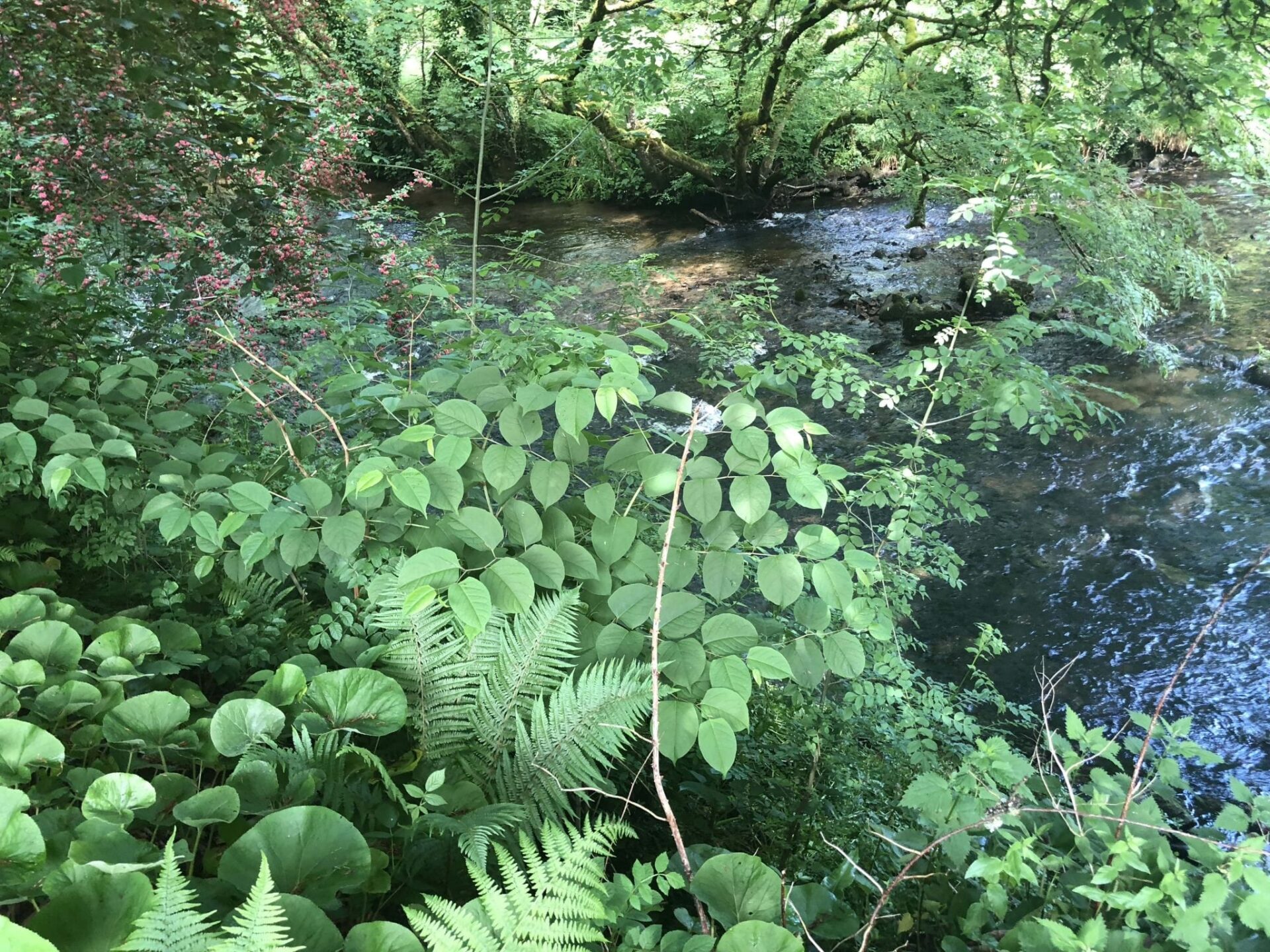 japanese knotweed photos cornwall uk