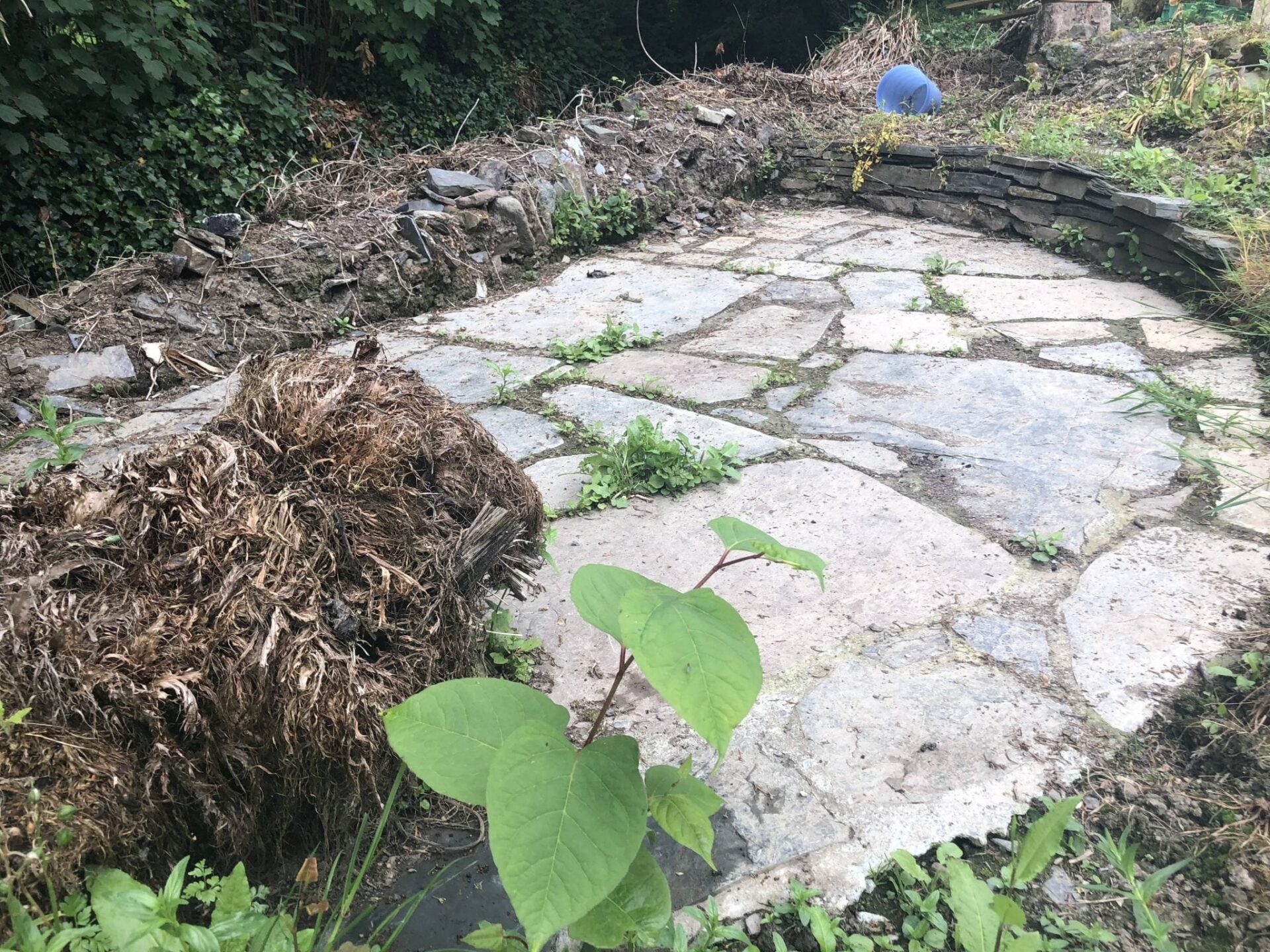 japanese knotweed photos devon