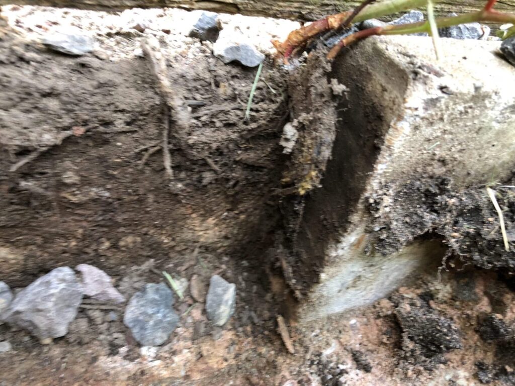 japanese knotweed photos identification cornwall uk