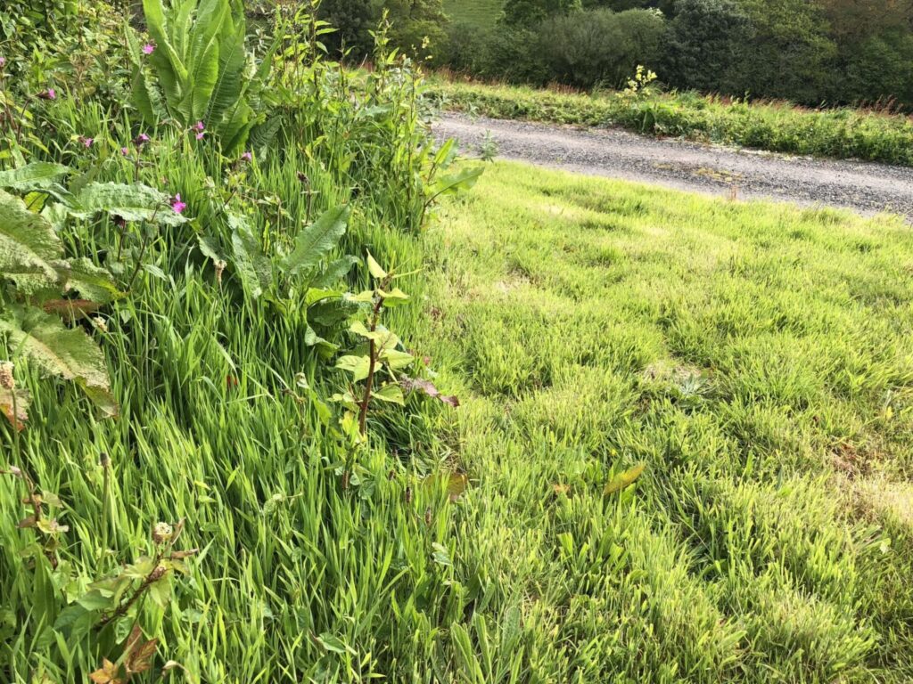 japanese knotweed photos identification somerset uk