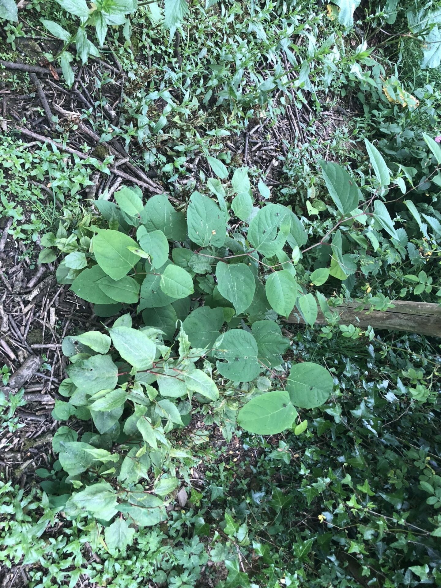 japanese knotweed photos somerset uk