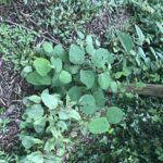 Japanese Knotweed Somerset, UK
