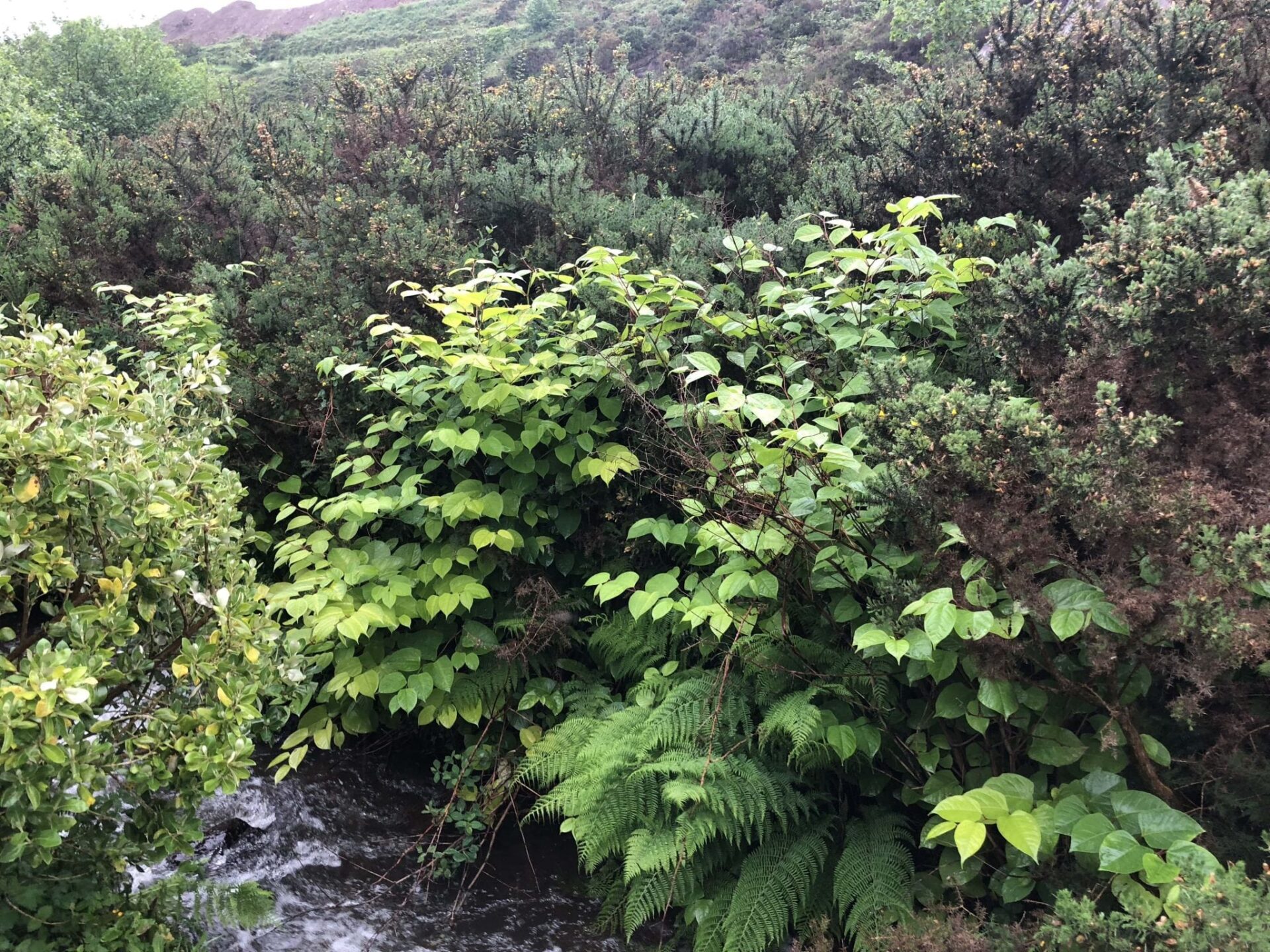 japanese knotweed pictures cornwall uk