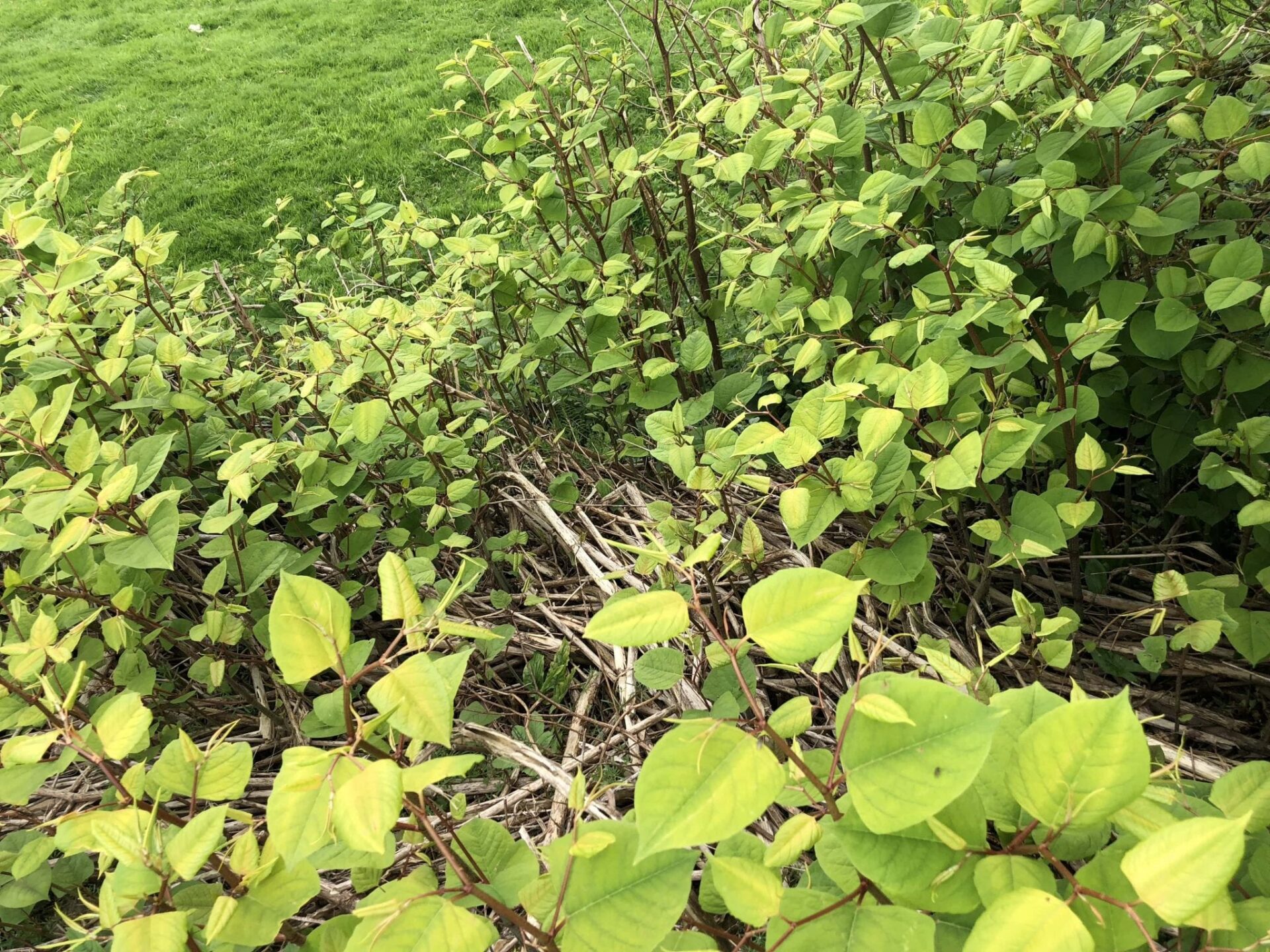 japanese knotweed pictures identification devon uk