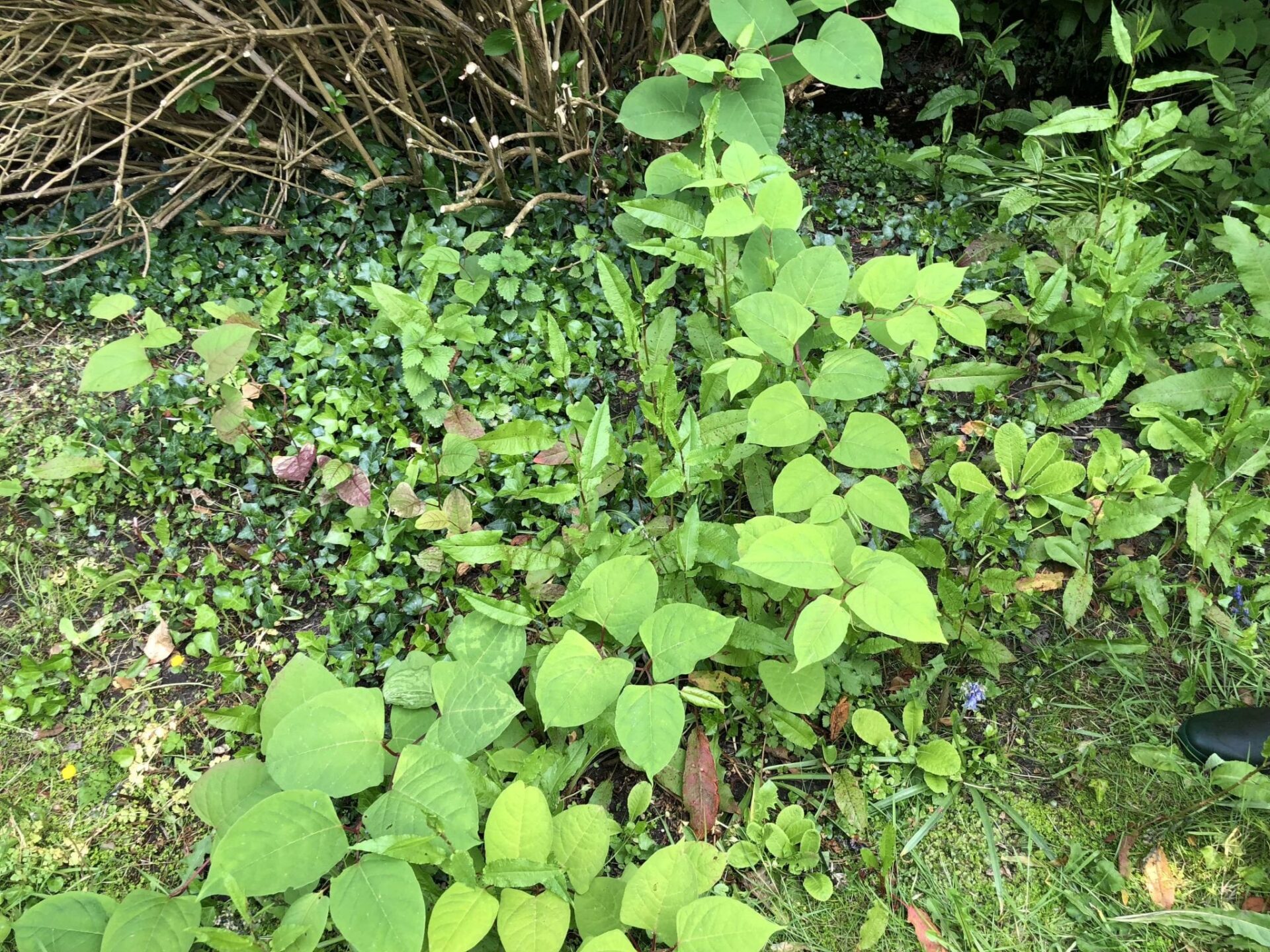 japanese knotweed pictures identification somerset uk