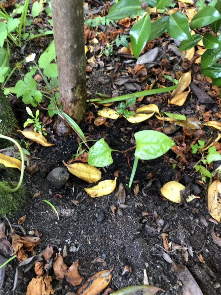 japanese knotweed pictures identification cornwall uk