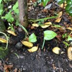 Japanese Knotweed Identification