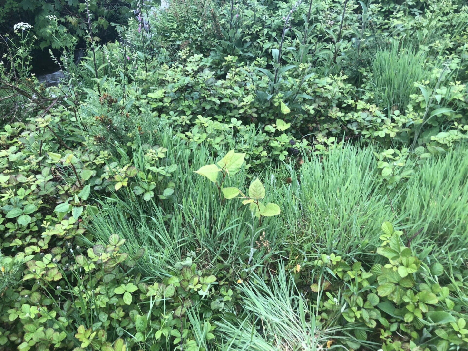 japanese knotweed pictures somerset uk