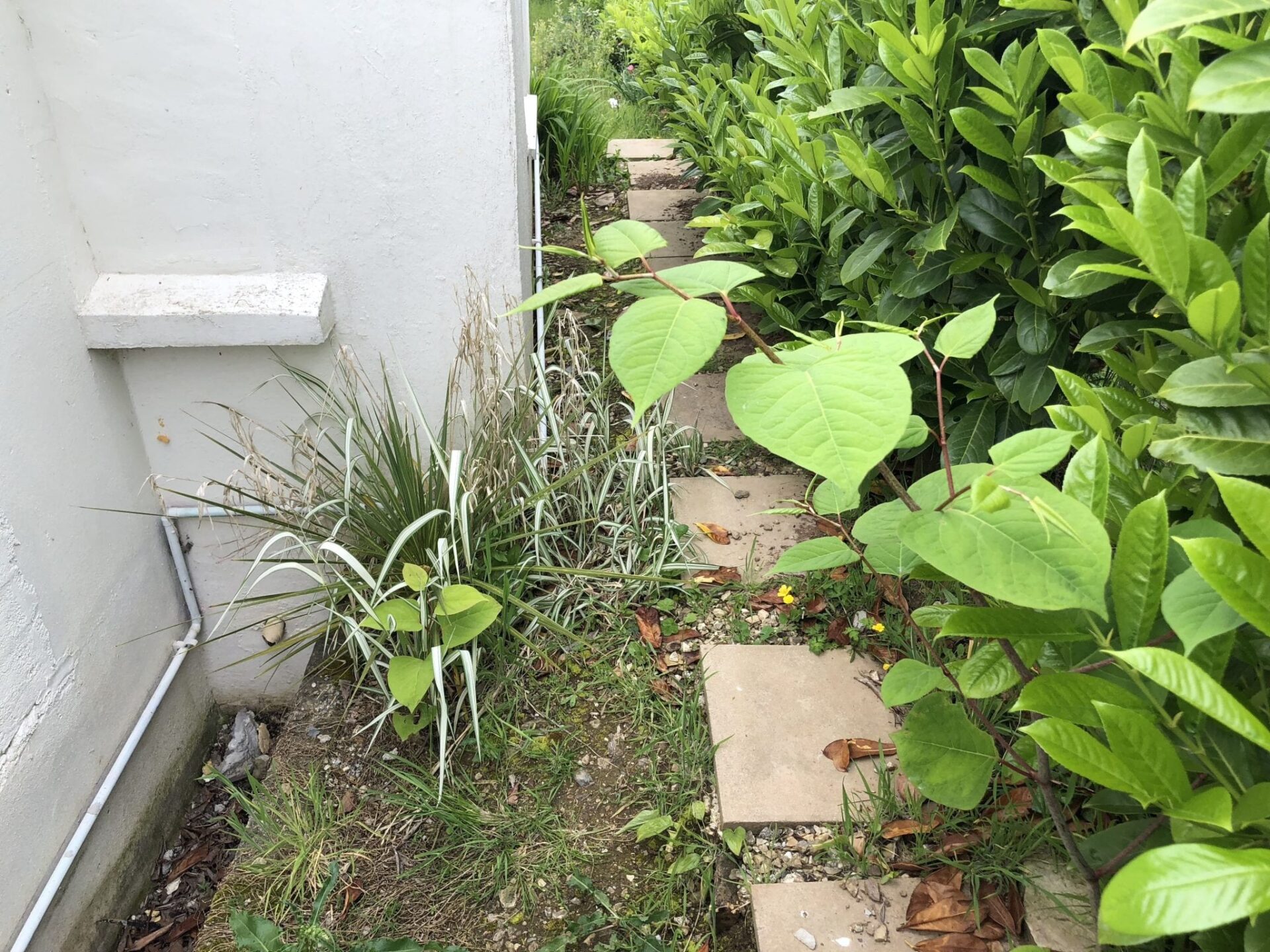 photos of japanese knotweed