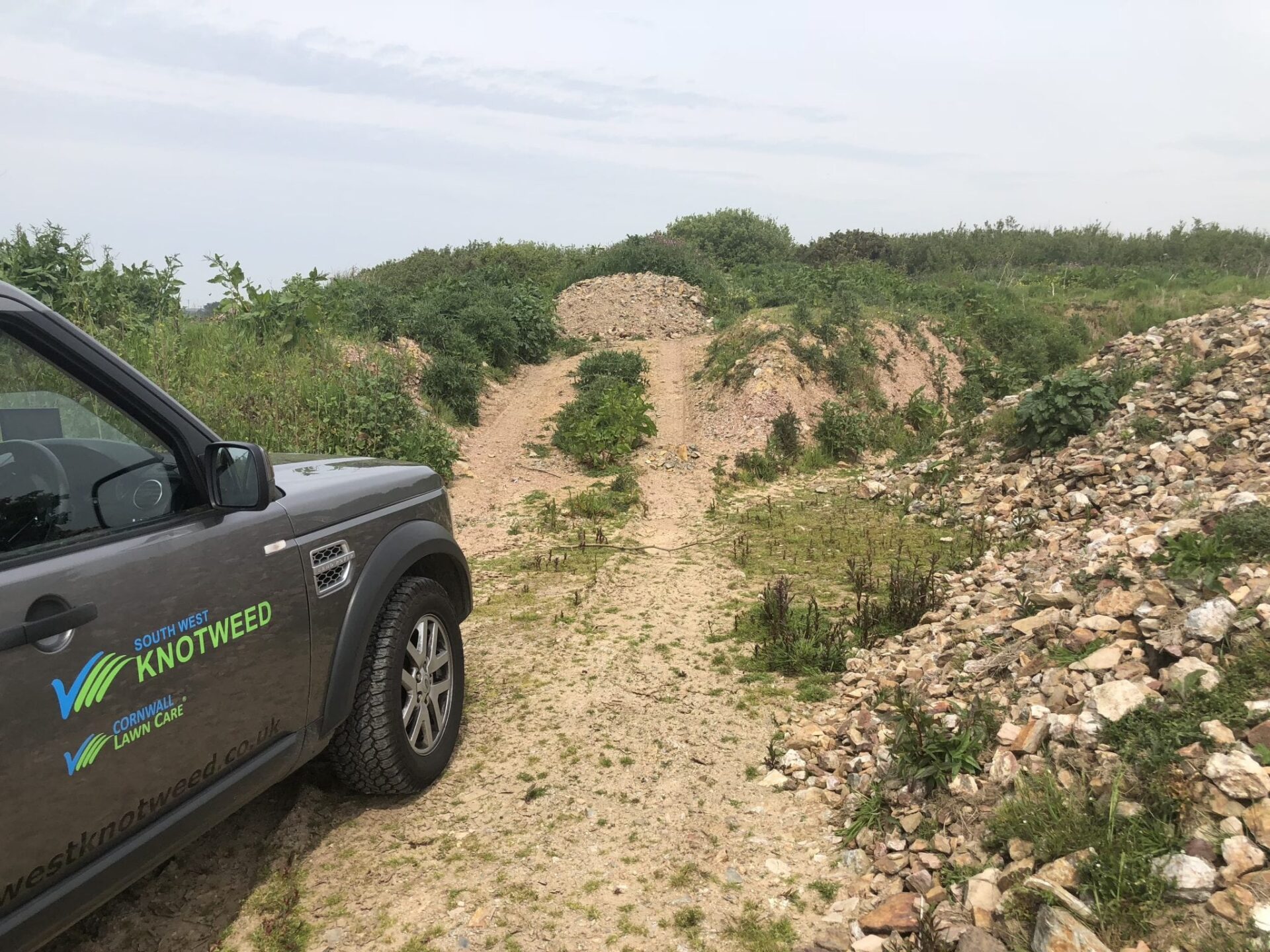 photos of japanese knotweed cornwall uk