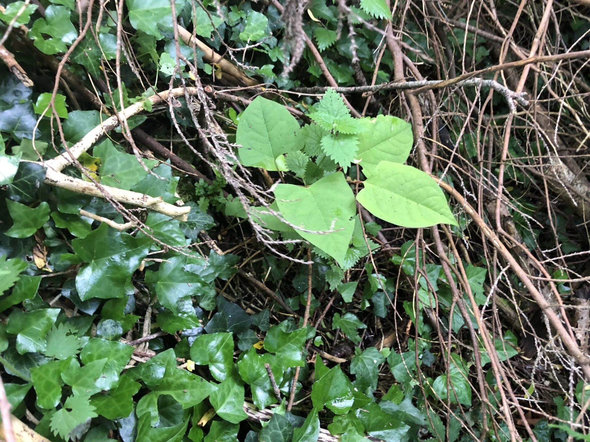 photos of japanese knotweed devon uk