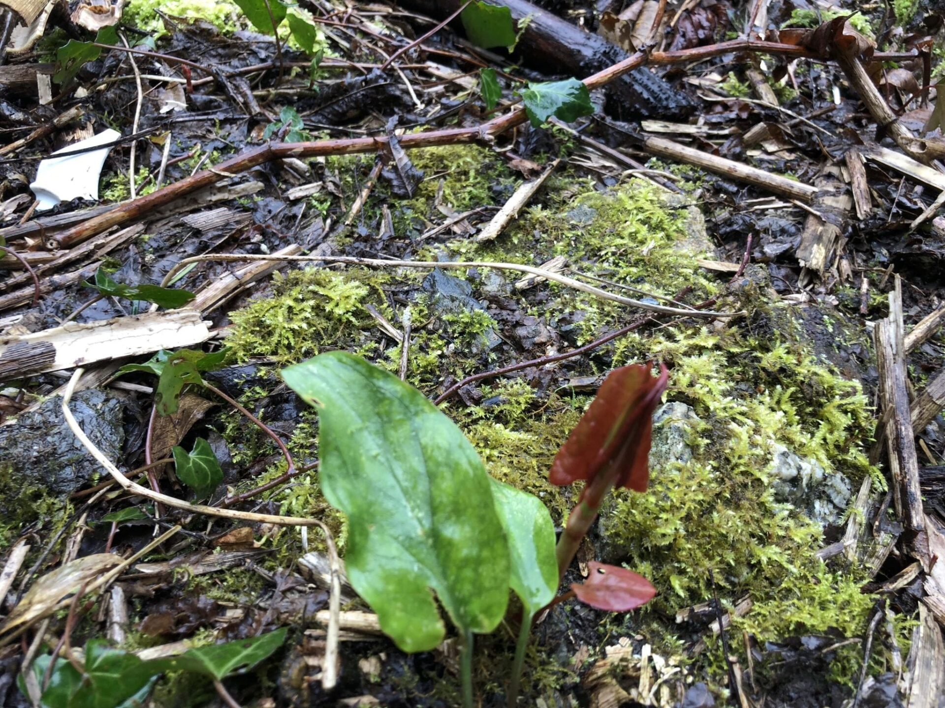 photos of japanese knotweed identification