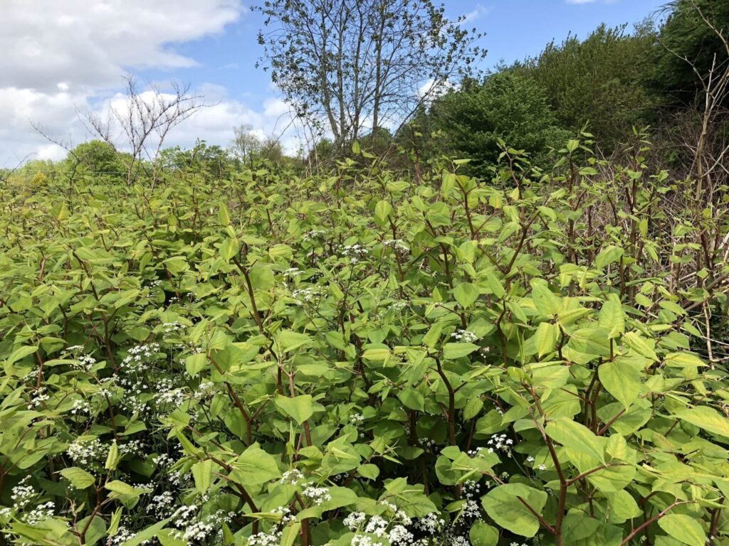 photos of japanese knotweed identification cornwall uk
