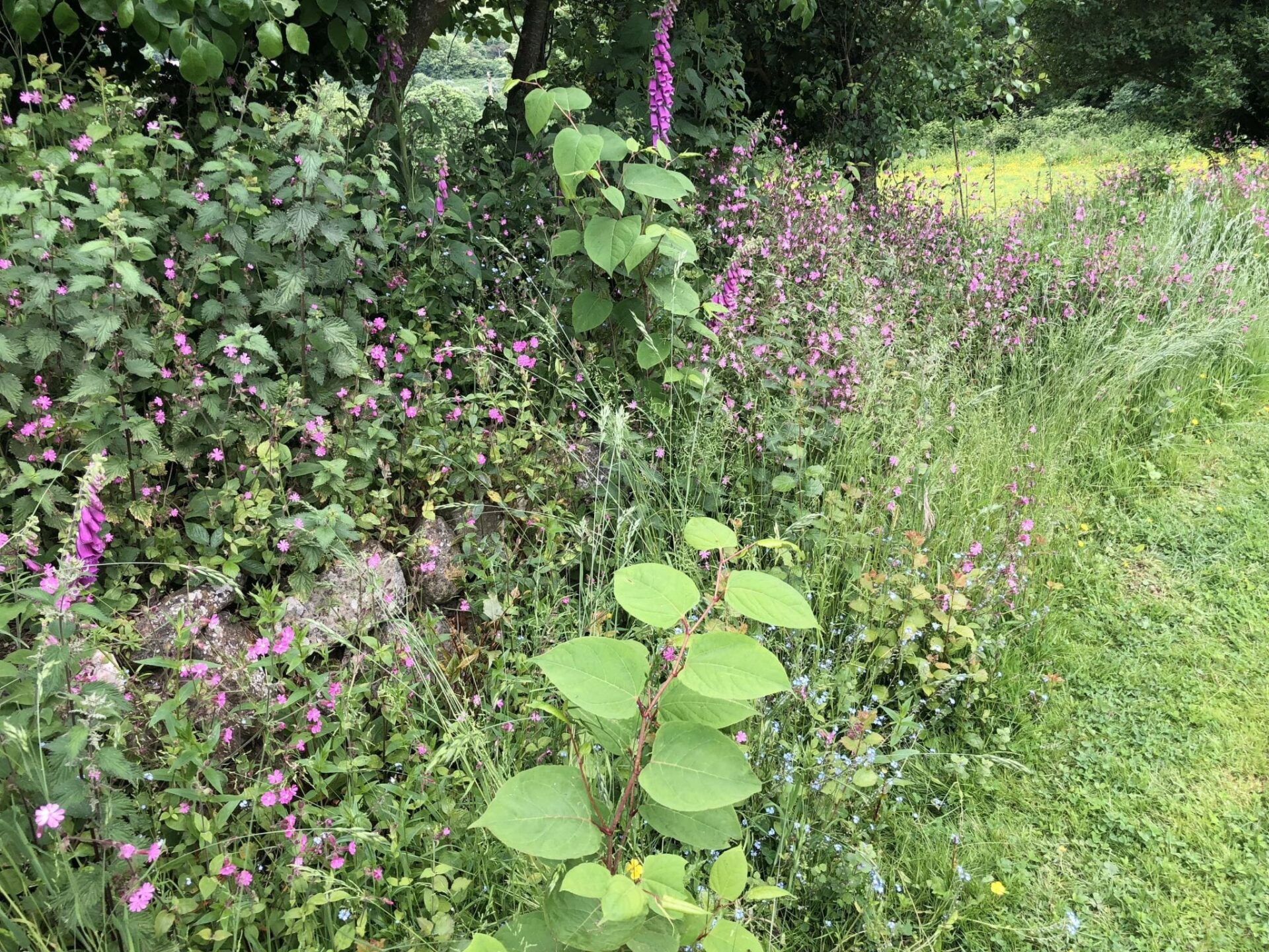 photos of knotweed identification devon uk
