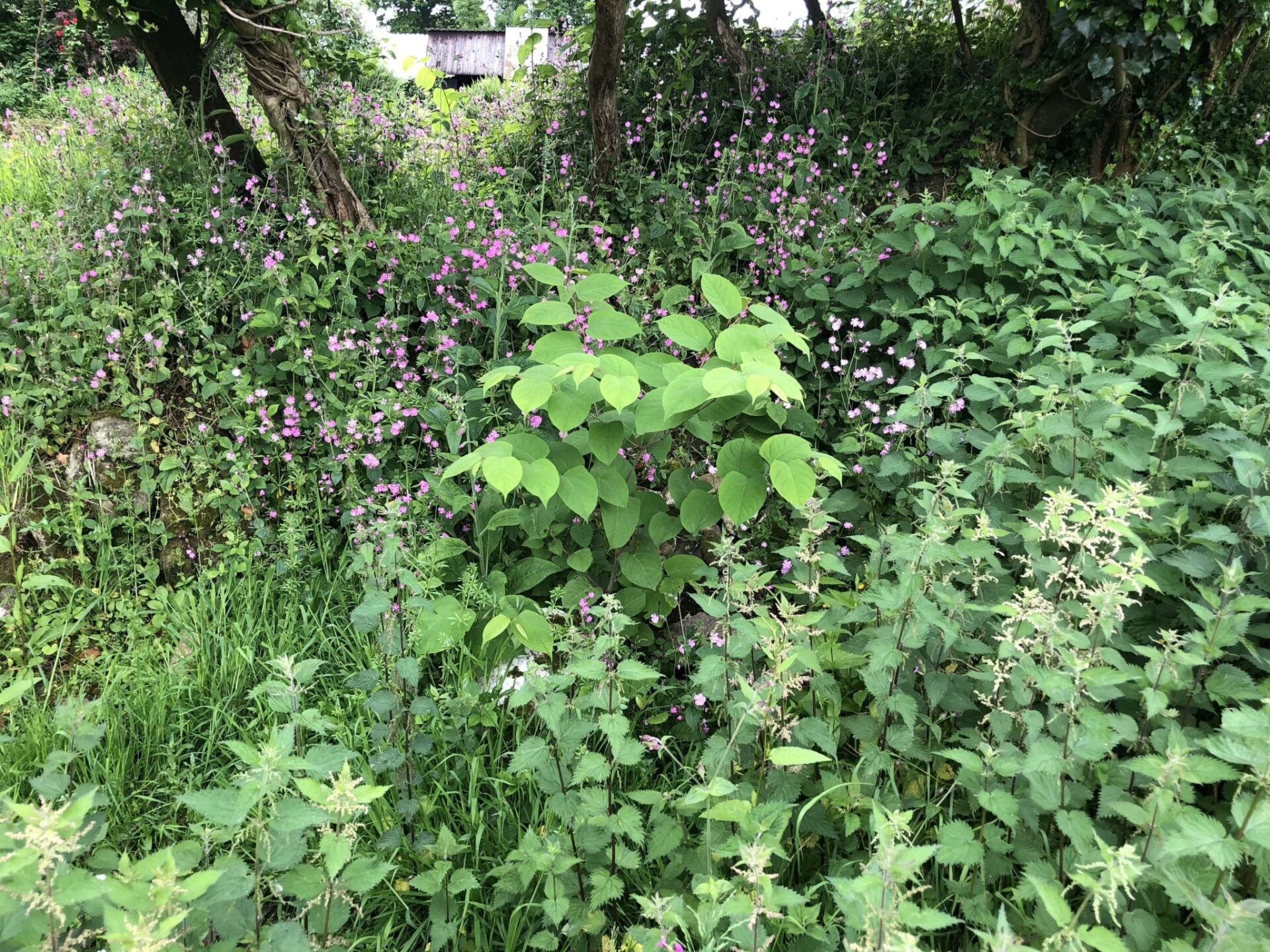 photos of japanese knotweed identification somerset uk