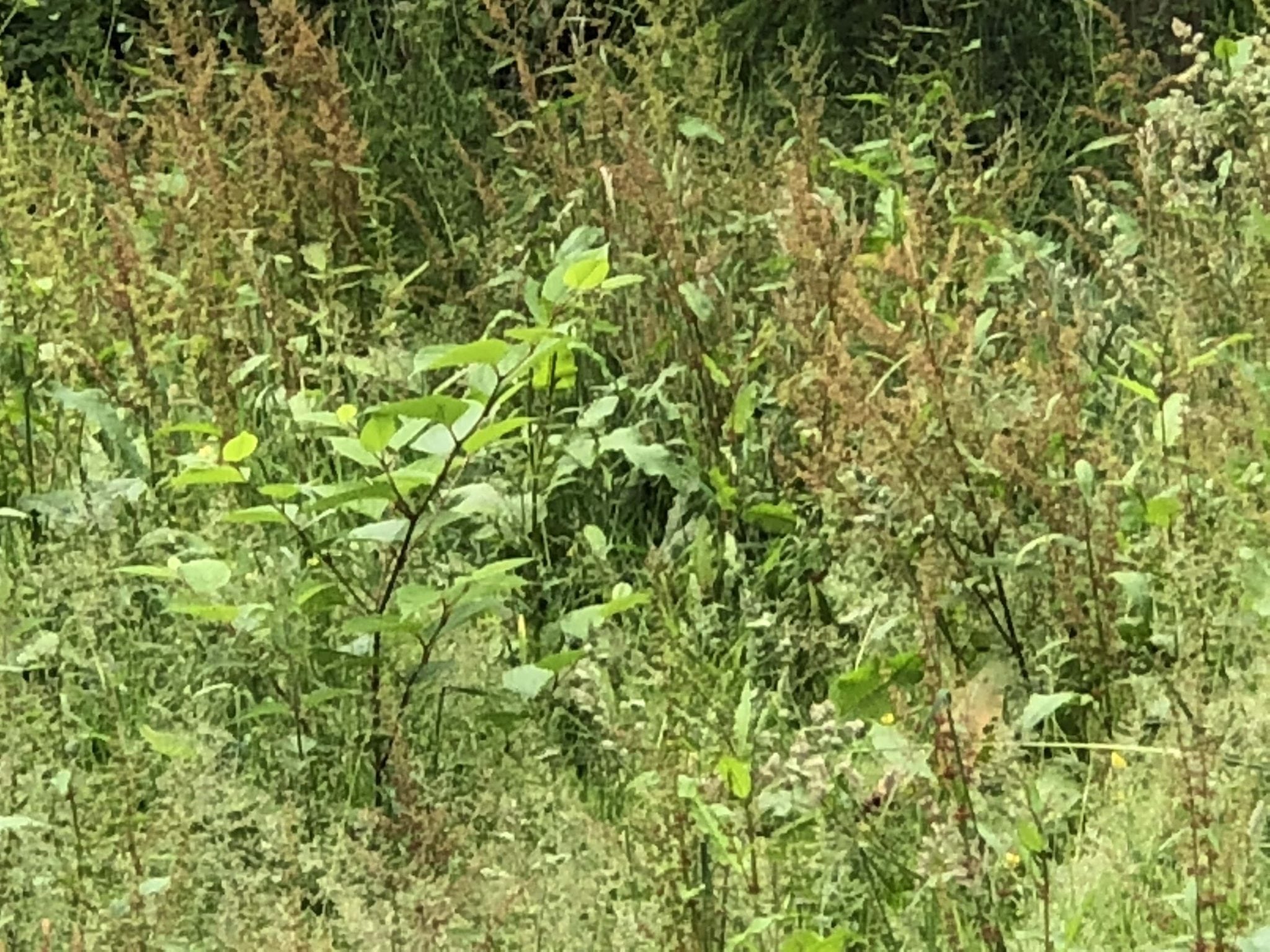 photos of japanese knotweed identification uk