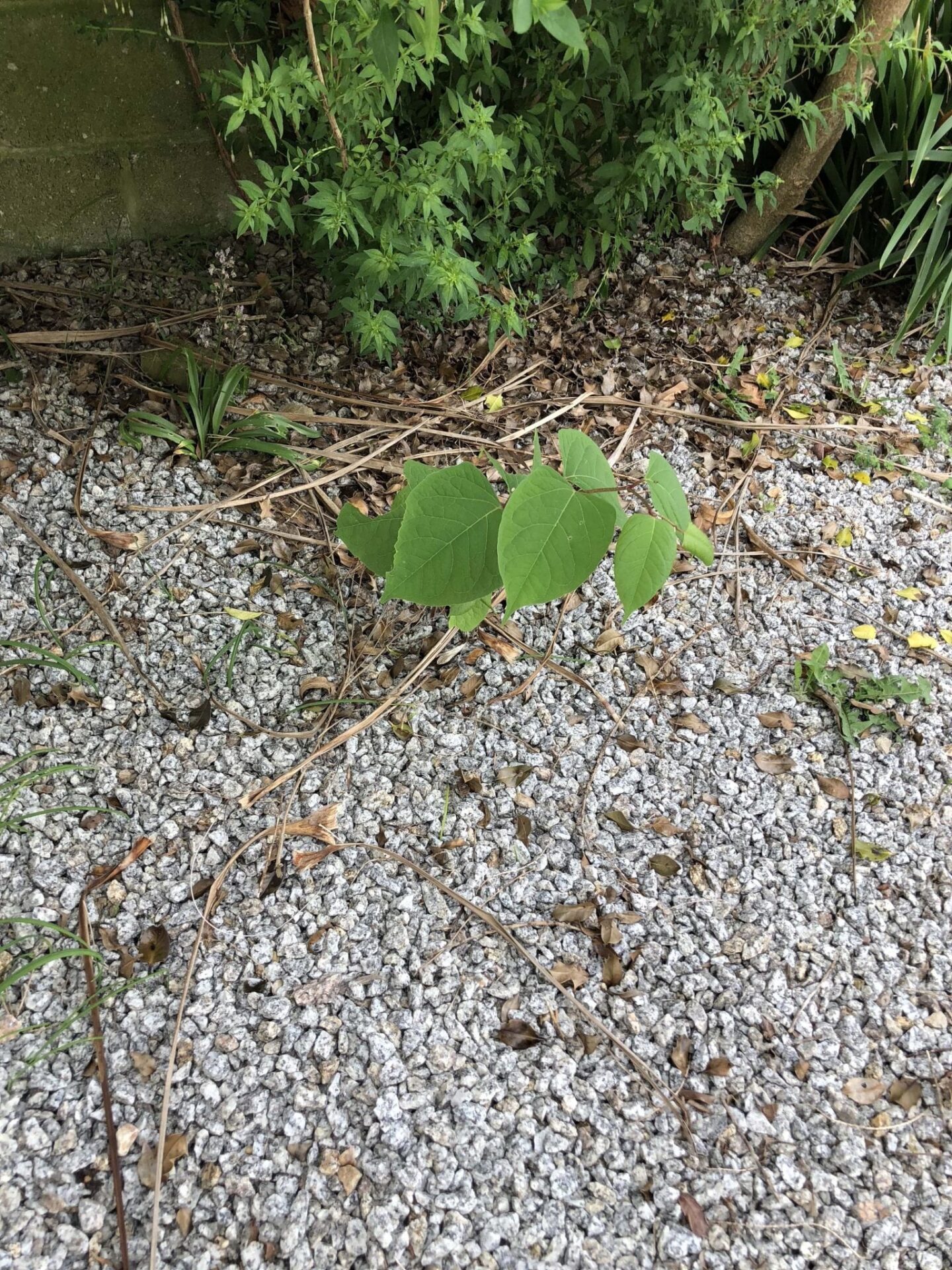 photos of japanese knotweed removal somerset uk