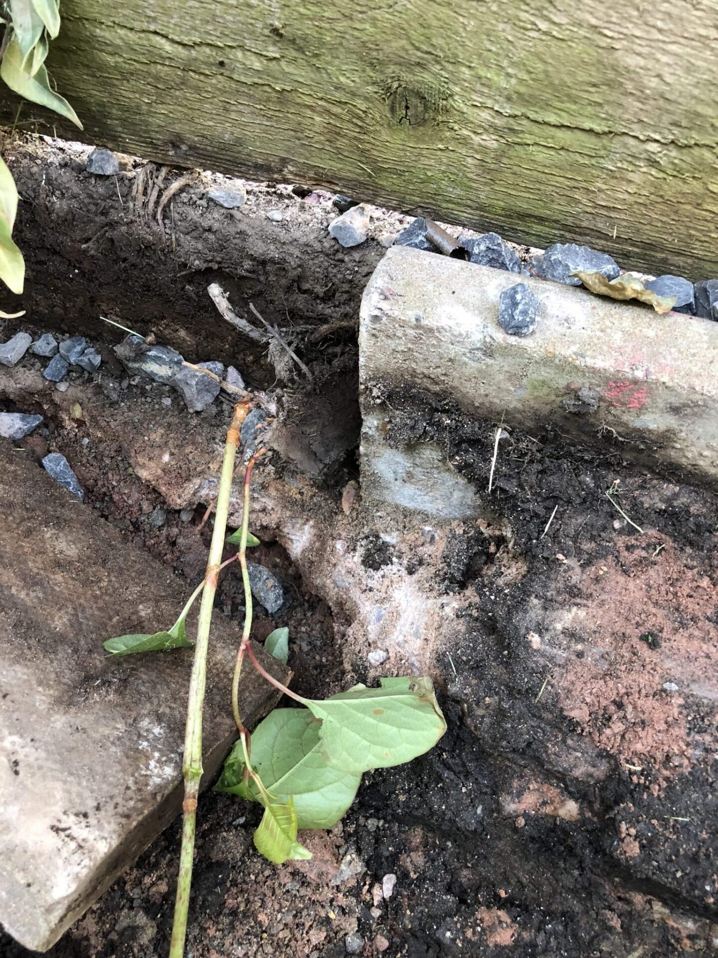 pictures of japanese knotweed identification