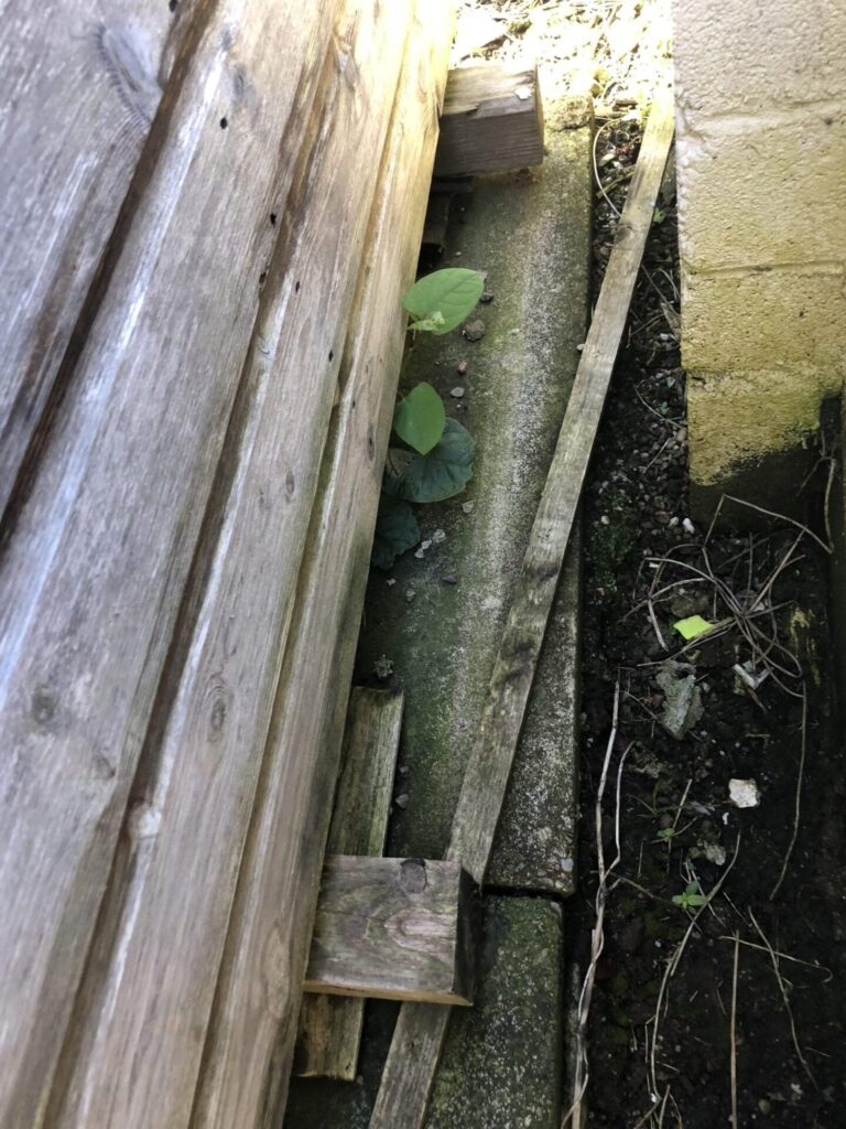 pictures of japanese knotweed identification cornwall uk