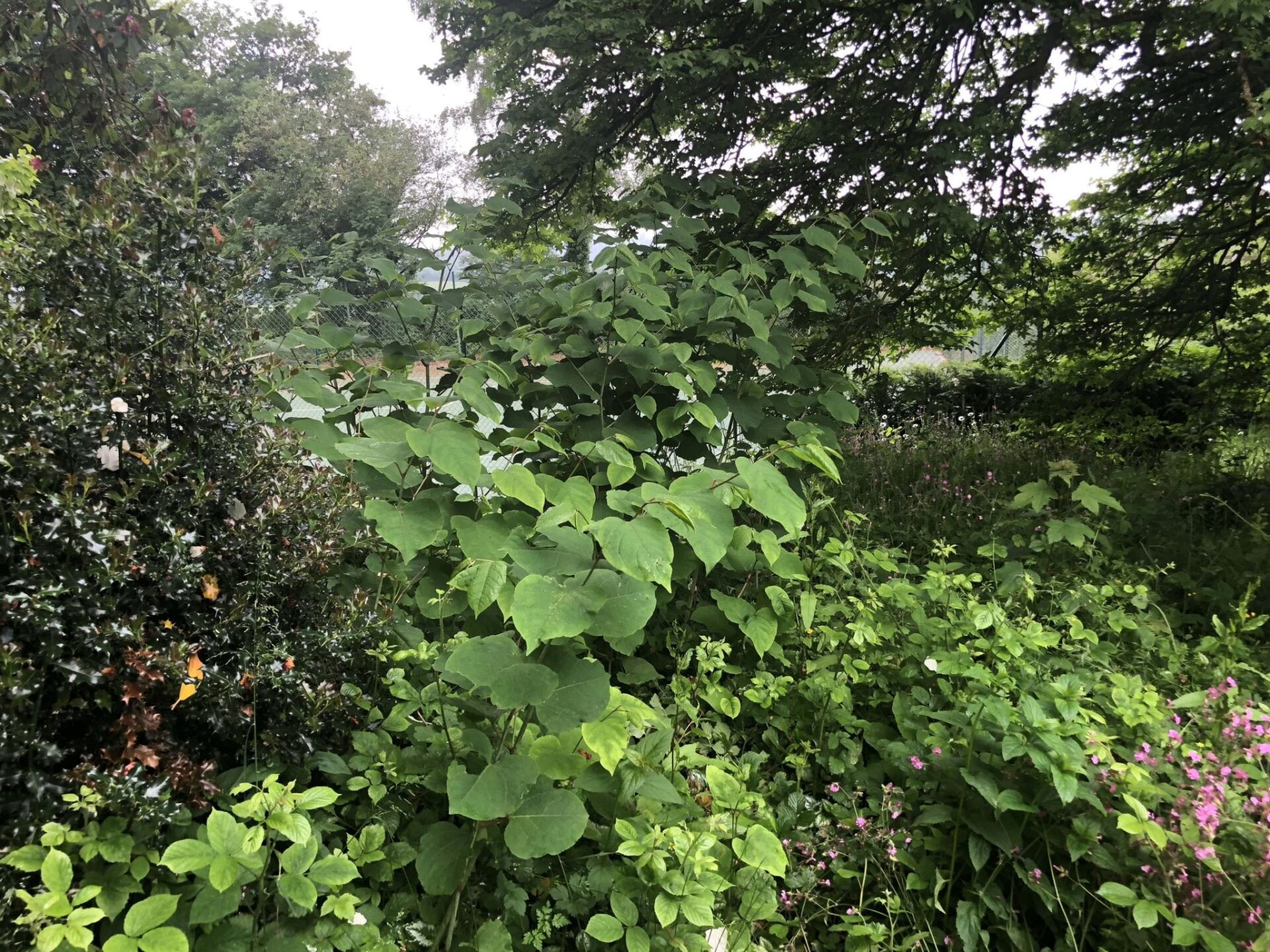 pictures of japanese knotweed identification devon uk