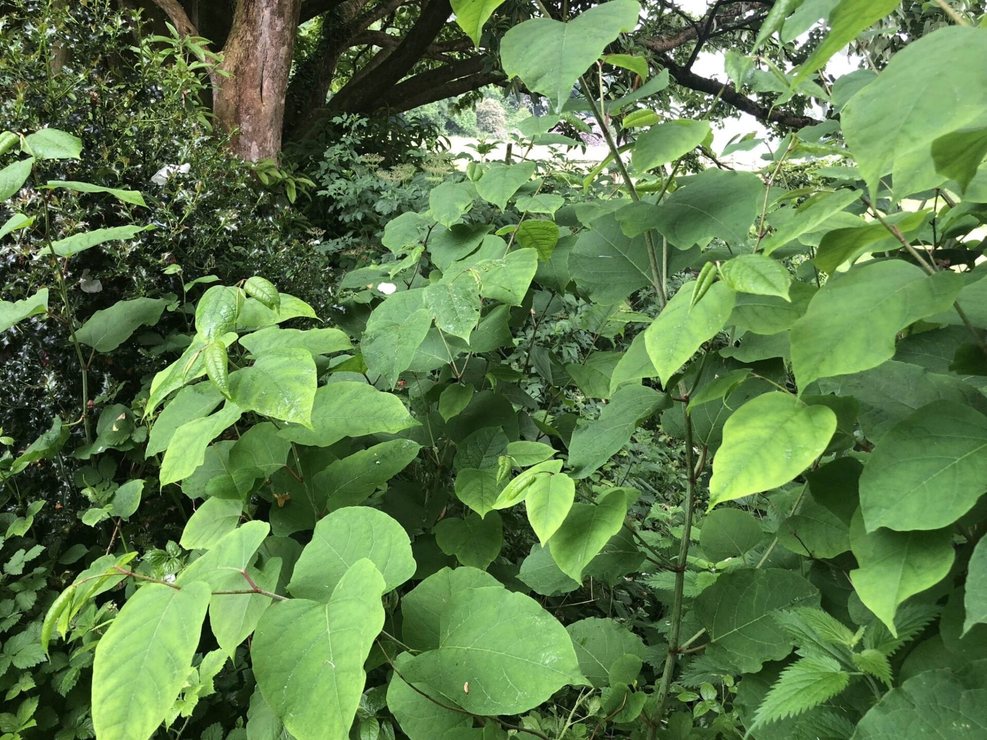 pictures of japanese knotweed identification somerset uk