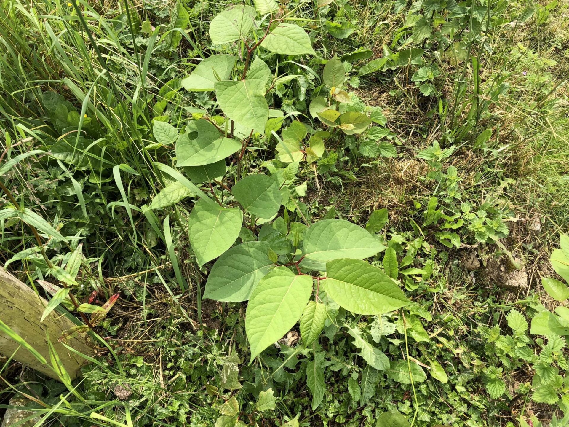 pictures of japanese knotweed identification uk