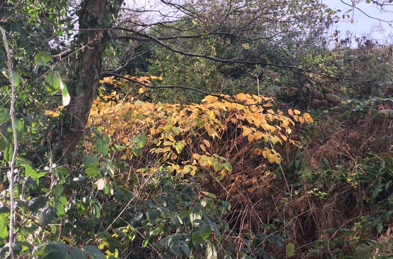 pictures of japanese knotweed removal cornwall uk