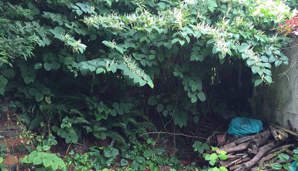 pictures of japanese knotweed somerset uk