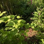 Japanese Knotweed