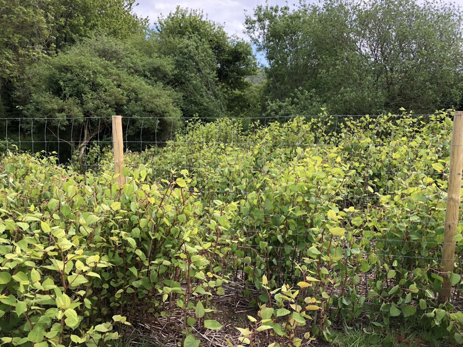 pictures of japanese knotweed treatment devon uk