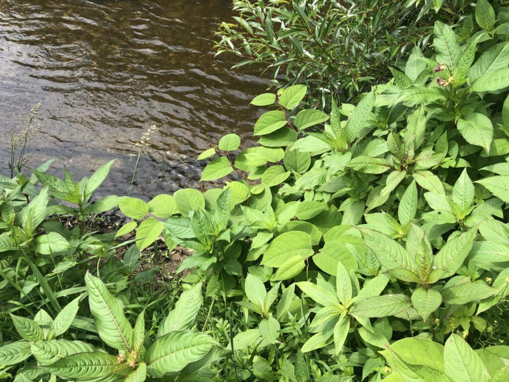 japanese knotweed by river