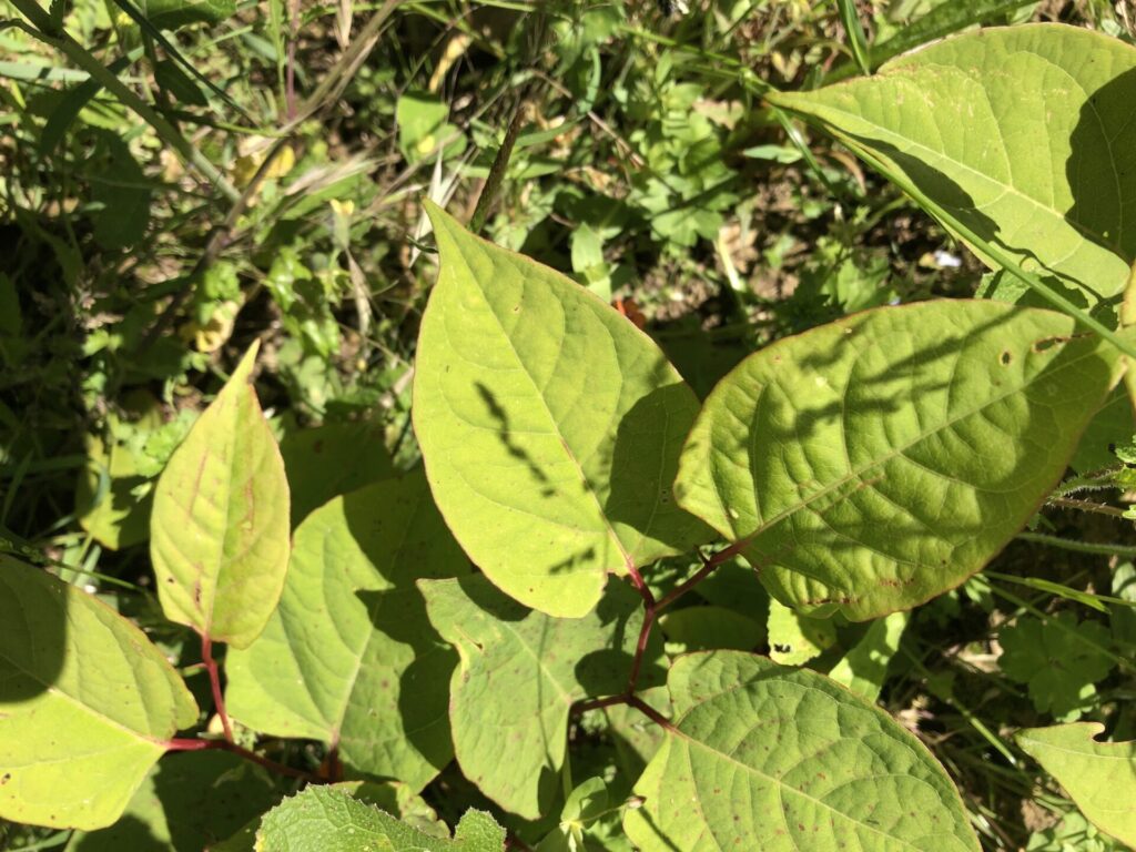 japanese knotweed leaf closeup