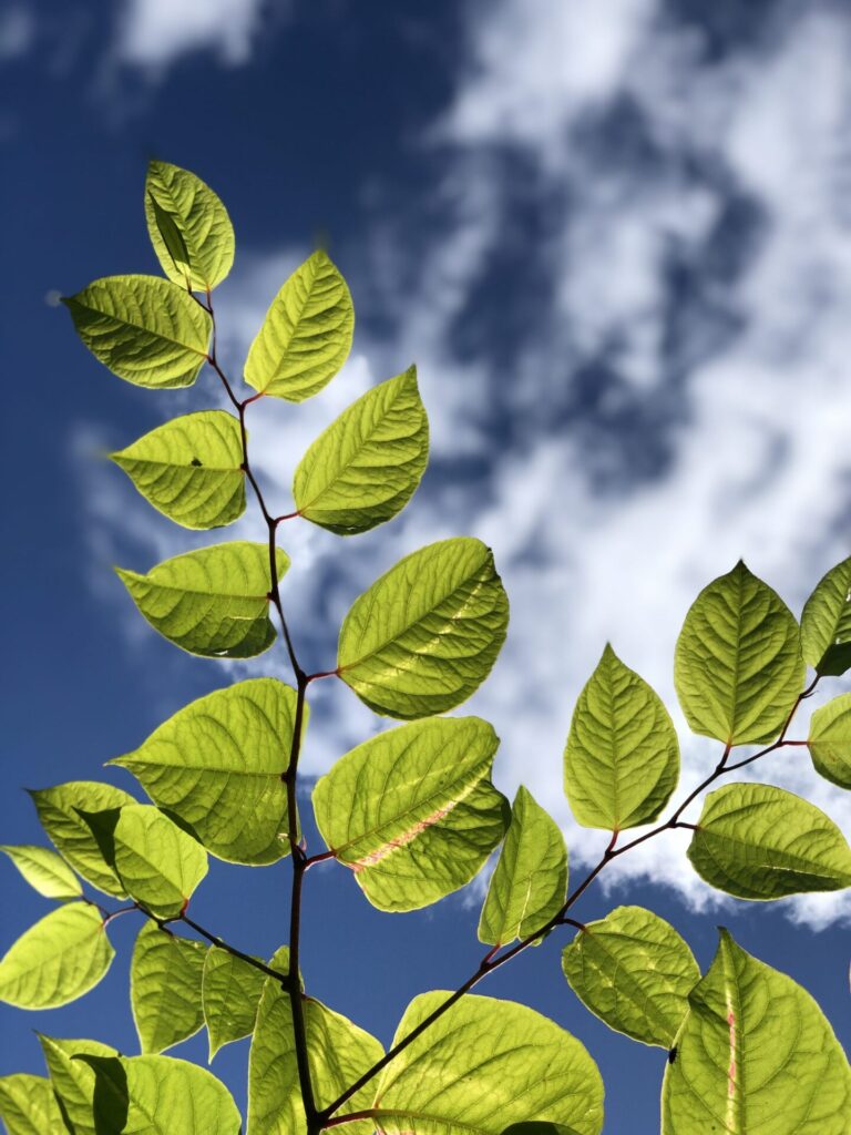 japanese knotweed leaves