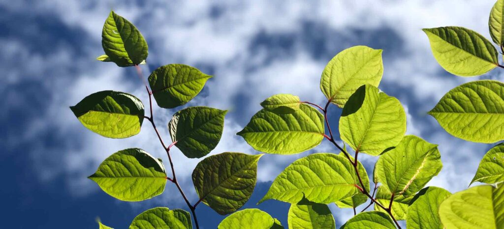 japanese knotweed leaves sky