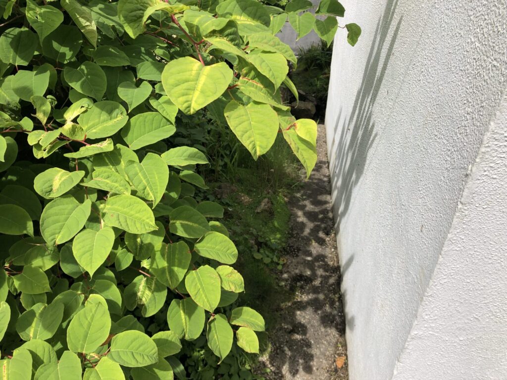 japanese knotweed removal building side