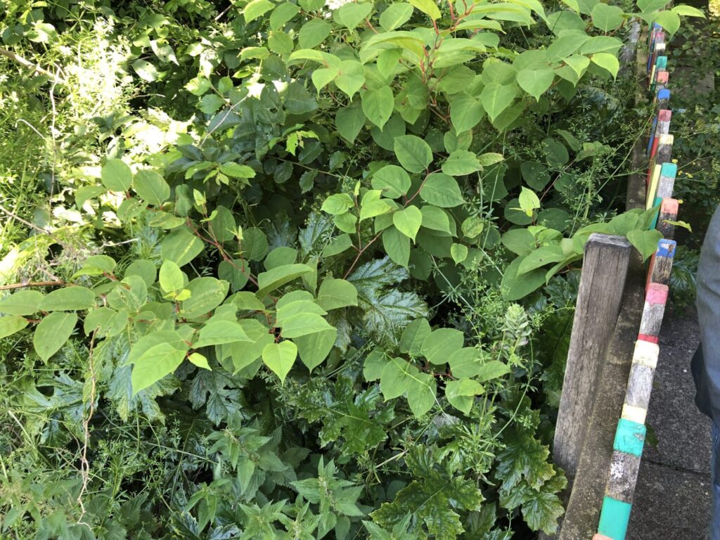 japanese knotweed removal cornwall